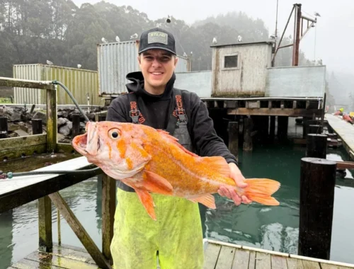 Рыбак поймал гигантского окуня-пенсионера. И немедленно съел