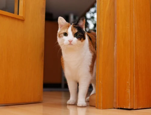 Стало известно, почему кошки мяукают, встречая у порога мужчин-хозяев, а с женщинами молчат Стало известно, почему кошки мяукают, встречая у порога мужчин-хозяев, а с женщинами молчат