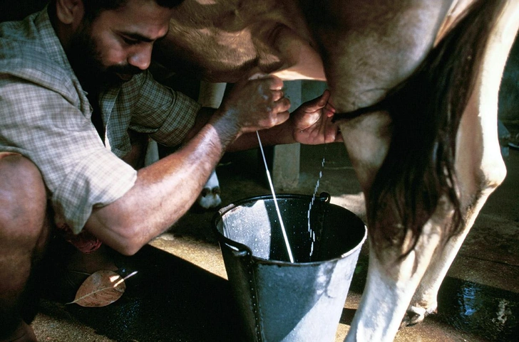 Тайна переваривания молока. Ответ на то, почему не все взрослые могут его пить, нашли в Индии и Пакистане