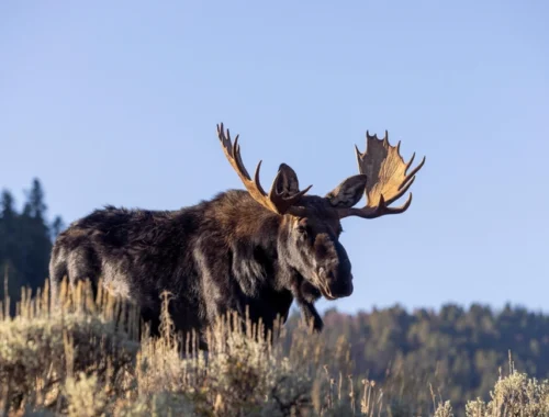 Ученые в США впервые наблюдали, как мотыльки пьют слезы лося: зачем насекомым это делать?