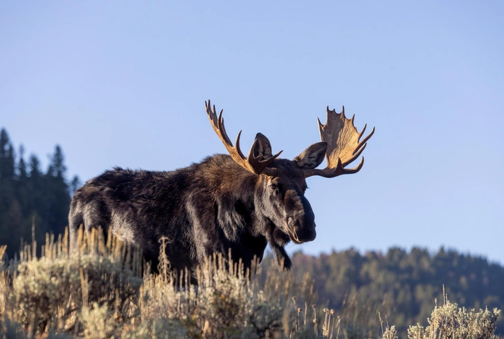 Ученые в США впервые наблюдали, как мотыльки пьют слезы лося: зачем насекомым это делать?