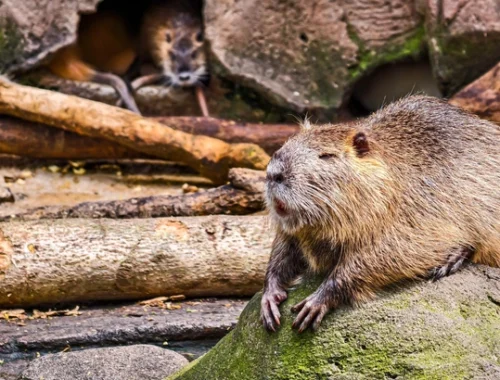 Умеют устроить хаос. Горячую линию по вопросам бобров пришлось создать в Швейцарии Умеют устроить хаос. Горячую линию по вопросам бобров пришлось создать в Швейцарии