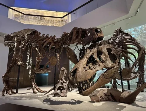 В Абу-Даби открылся крупнейший на Ближнем Востоке Музей естественной истории: динозавры, древнейшие метеориты и космос под потолком
