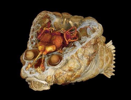 Вы не ослышались: рыба с «каменной головой» использует свой череп как барабан