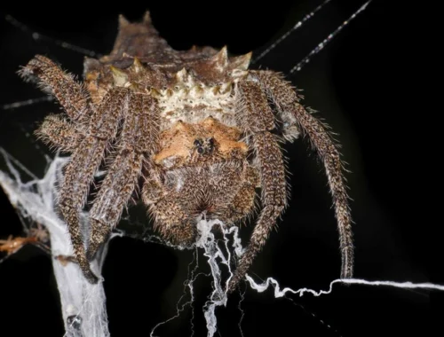 Женская работа: почему самки пауков создают самые прочные сети на планете