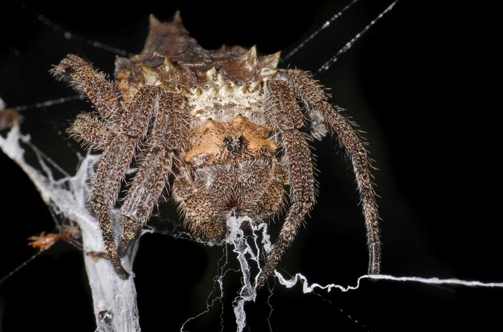 Женская работа: почему самки пауков создают самые прочные сети на планете
