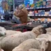 50 овец ворвались в супермаркет в Баварии и устроили давку у касс