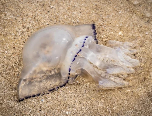 Будем солить медуз: в России хотят начать промышленный вылов стрекающих из Черного и Азовского морей