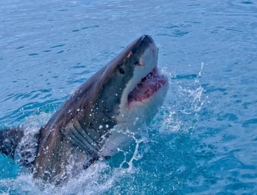 Четыре акулы напали на людей у берегов Сиднея: причины и виды хищников