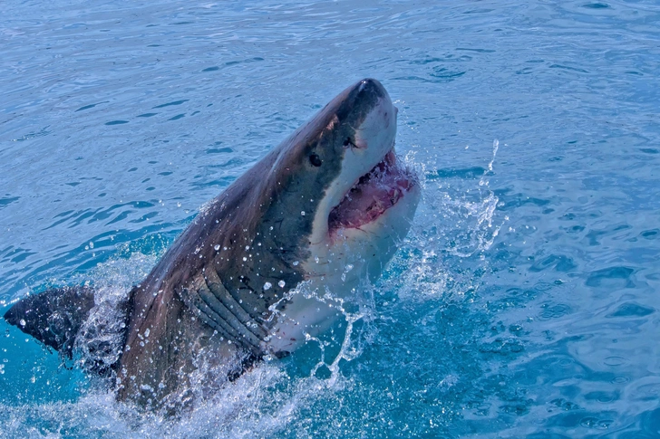 Четыре акулы напали на людей у берегов Сиднея: причины и виды хищников