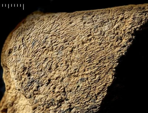 Доисторический молоток из слоновой кости возрастом 500 000 лет признали самым древним в Европе Доисторический молоток из слоновой кости возрастом 500 000 лет признали самым древним в Европе