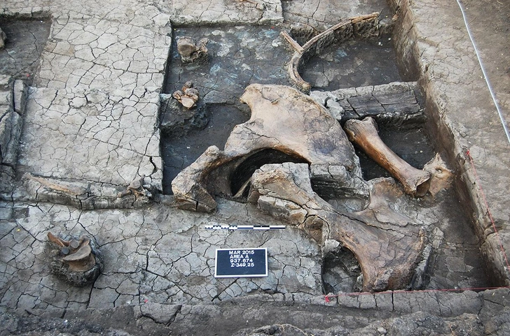 Древнейшие деревянные орудия: археологи нашли палки около места для разделки слонов в Греции