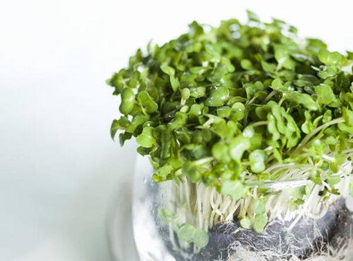 Нутрициолог рассказала о самом полезном продукте на планете Нутрициолог рассказала о самом полезном продукте на планете