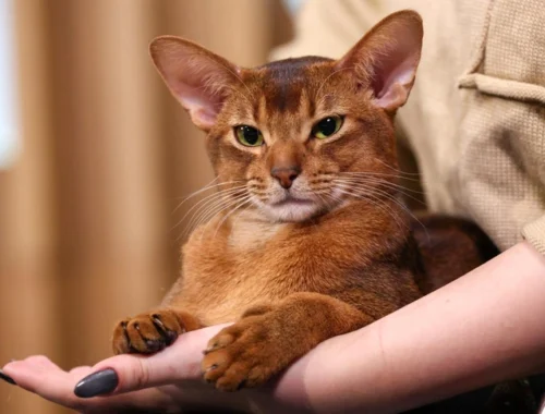 Как живет и что ест самый красивый кот в мире