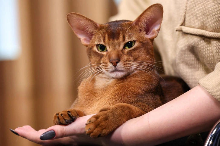 Как живет и что ест самый красивый кот в мире