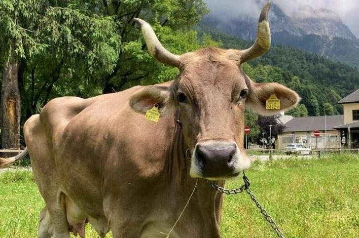 Корова Вероника из Австрии использует инструменты: уникальное поведение крупного рогатого скота