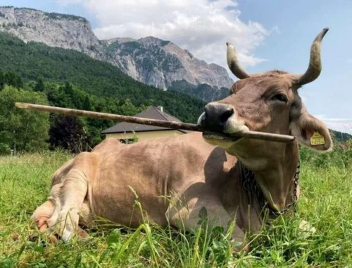 Корова Вероника из Австрии использует инструменты: уникальное поведение крупного рогатого скота