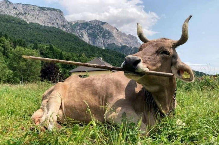 Корова Вероника из Австрии использует инструменты: уникальное поведение крупного рогатого скота