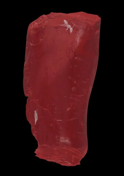 Окаменелый муравей возрастом 40 миллионов лет найден в коллекции янтаря Гёте