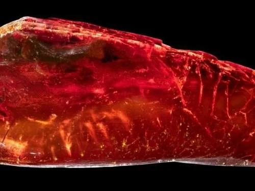 Окаменелый муравей возрастом 40 миллионов лет найден в коллекции янтаря Гёте Окаменелый муравей возрастом 40 миллионов лет найден в коллекции янтаря Гёте