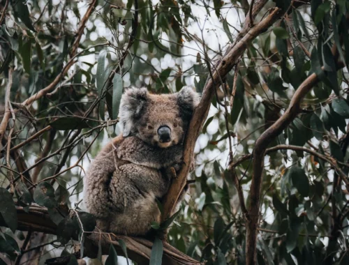 Парадокс коал в Австралии: перенаселение и угроза исчезновения Парадокс коал в Австралии: перенаселение и угроза исчезновения