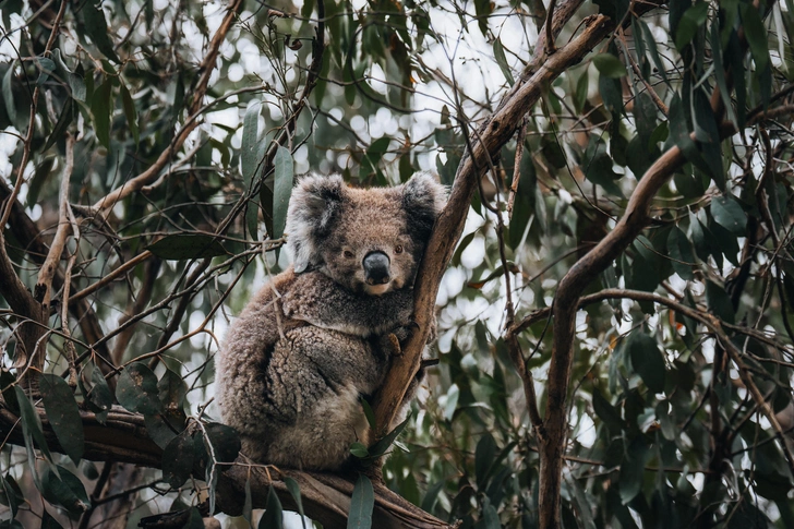 Парадокс коал в Австралии: перенаселение и угроза исчезновения