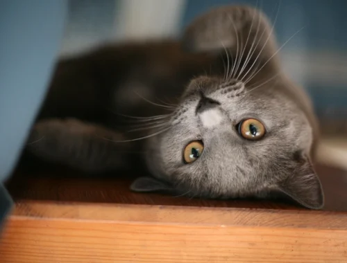 Природная селекция: возникали ли кошачьи породы без участия человека?