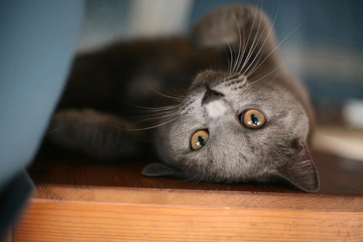 Природная селекция: возникали ли кошачьи породы без участия человека?