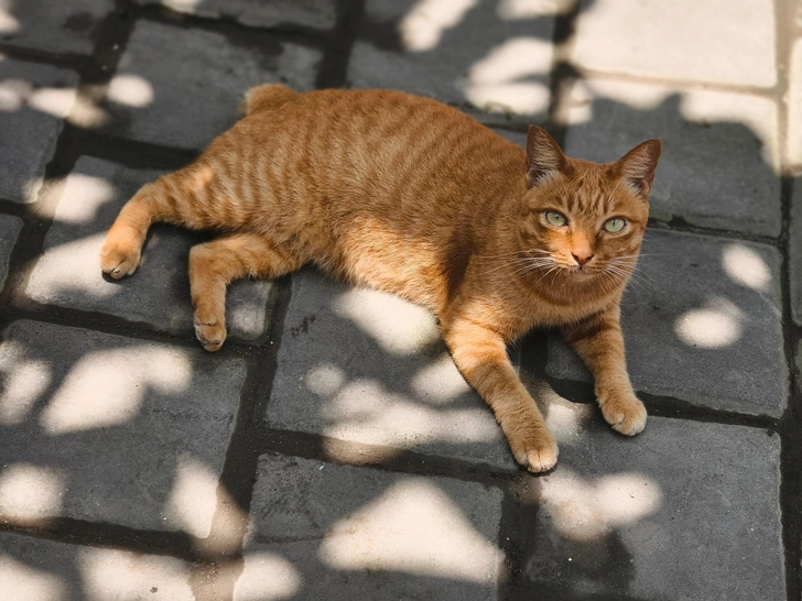 Природная селекция: возникали ли кошачьи породы без участия человека?