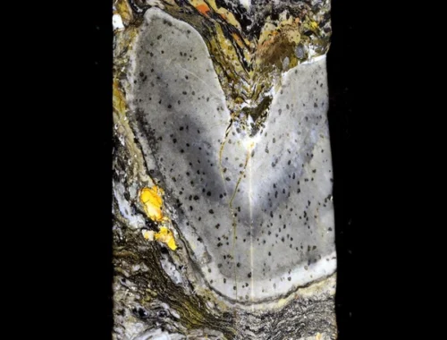 Прототакситы: ученые утверждают, что это неизвестный тип многоклеточной жизни Прототакситы: ученые утверждают, что это неизвестный тип многоклеточной жизни