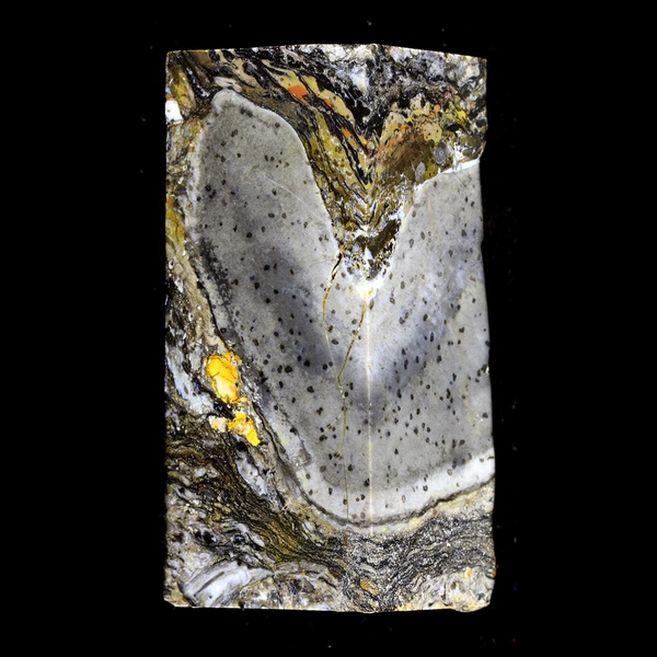 Прототакситы: ученые утверждают, что это неизвестный тип многоклеточной жизни