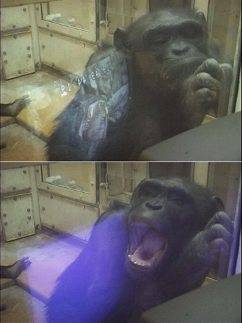 Самая умная шимпанзе в мире умерла в возрасте 49 лет. Ай умела считать, рисовать и знала два языка