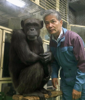 Самая умная шимпанзе в мире умерла в возрасте 49 лет. Ай умела считать, рисовать и знала два языка