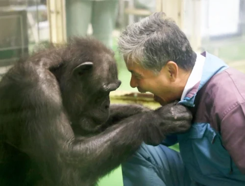 Самая умная шимпанзе в мире умерла в возрасте 49 лет. Ай умела считать, рисовать и знала два языка