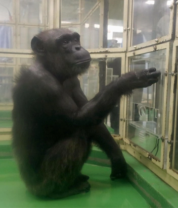 Самая умная шимпанзе в мире умерла в возрасте 49 лет. Ай умела считать, рисовать и знала два языка