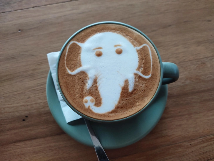 Самый дорогой кофе в мире из помета слона: чем хорош Black Ivory coffee с научной точки зрения