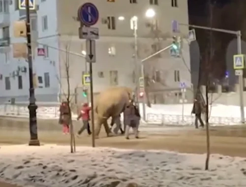 Сбежавшая слониха Марго устроила турне по Самаре в январе 2025 года