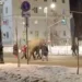 Сбежавшая слониха Марго устроила турне по Самаре в январе 2025 года
