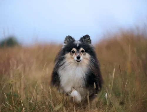 Собаки стареют быстрее в молодости: ученые предложили новую шкалу возраста по ДНК