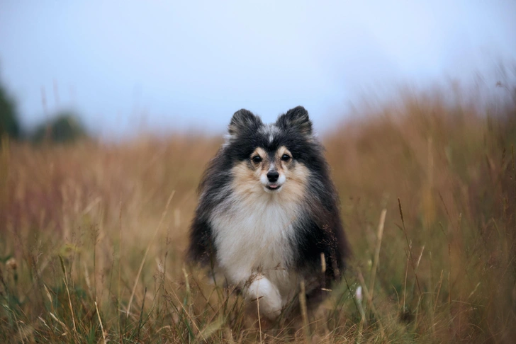 Собаки стареют быстрее в молодости: ученые предложили новую шкалу возраста по ДНК