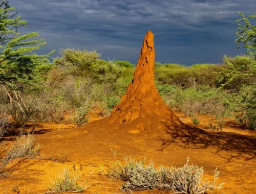 Термиты стали успешнее, когда отсекли хвосты своим сперматозоидам Термиты стали успешнее, когда отсекли хвосты своим сперматозоидам