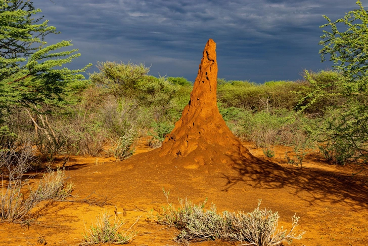 Термиты стали успешнее, когда отсекли хвосты своим сперматозоидам
