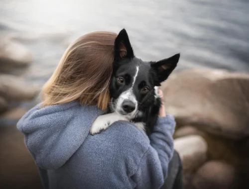 Ушки на макушке: ученые выяснили, зачем собаки подслушивают своих хозяев
