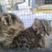 В Приморье лесных котят отправили в центр реабилитации за охоту на кур