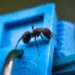 Как избавиться от муравьев на клубнике народными средствами с золой
