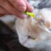 Как удалить клеща у кошки из уха самостоятельно пинцетом и спиртом